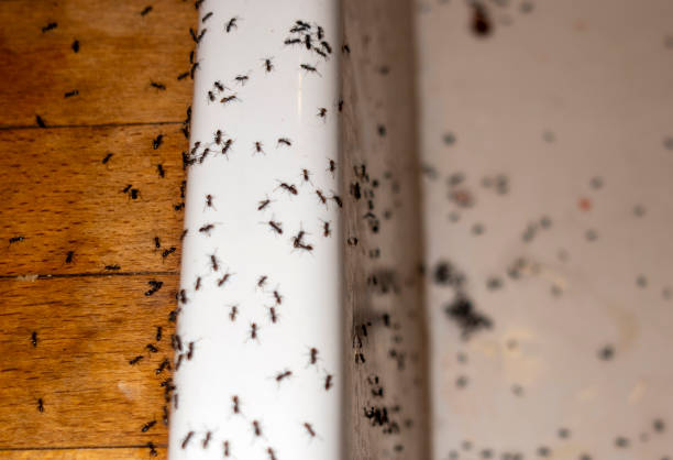 Best Ant Control Services  in Port Chester, NY