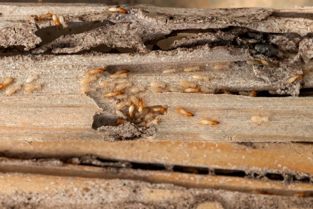 Best Spider Control Near Me  in Port Chester, NY