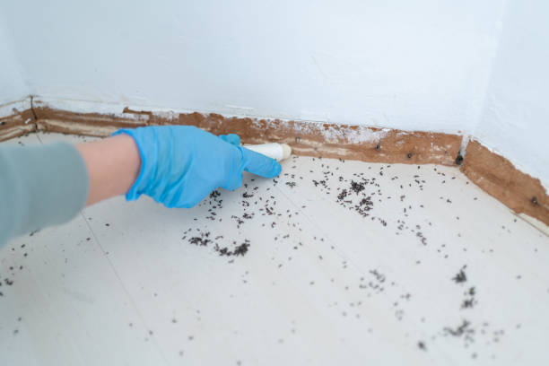 Best Mosquito Control Services  in Port Chester, NY